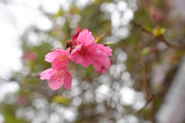 Close Belas Flores Cerejeira Sakura Árvore — Fotografia de Stock
