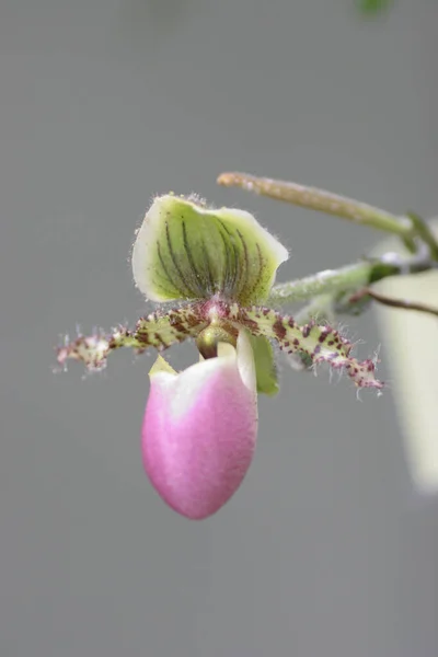Fiore Del Orchid Bello Che Fiorisce Giardino Bello Del Fiore — Foto Stock