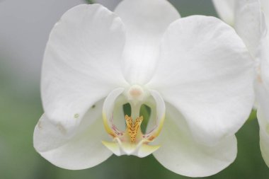 Güzel orkide çiçeği açan, güzel çiçek bahçesi