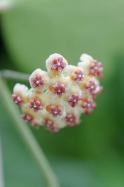 Hoya Carnosa Çiçekler doğada, Hong Kong
