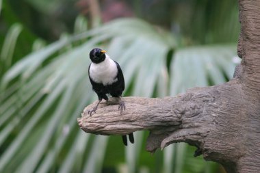 White, Hk parkında Myna 'ya sarıldı.