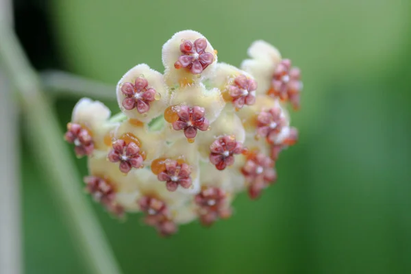 Hoya Carnosa Květiny Přírodě Hong Kong — Stock fotografie