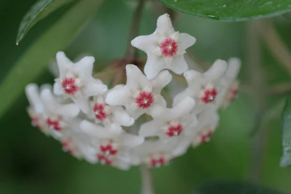 Hoya Carnosa Цветы Природе Гонконг — стоковое фото