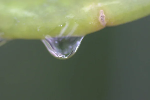 Water Drops Green Leaf Nature Theme — Stock Photo, Image