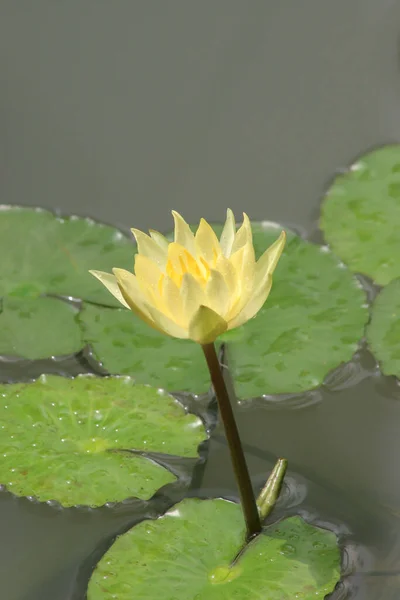 Yellow Waterlilly Pond Summer — Stock Photo, Image