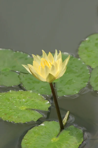 Yellow Waterlilly Pond Summer — Stock Photo, Image