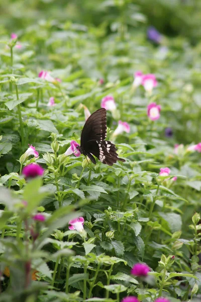Hong Kong Parkındaki Kelebek — Stok fotoğraf