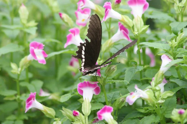 Borboleta Parque Hong Kong — Fotografia de Stock