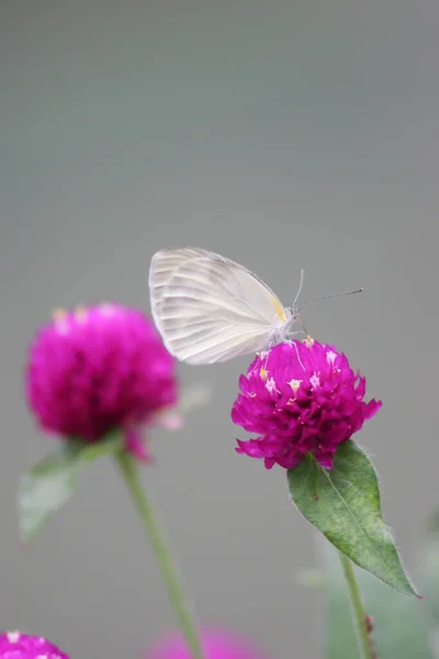 the butterfly at the hong kong park