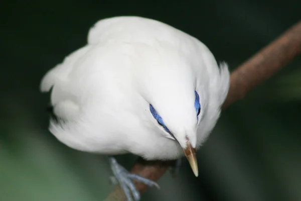 Bali Mynah Parque Rama — Foto de Stock