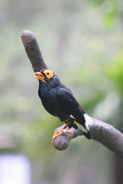 Ein Acridotheres Cristatellus Vor Dem Hintergrund Der Natur — Stockfoto