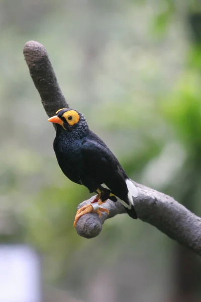 Ein Acridotheres Cristatellus Vor Dem Hintergrund Der Natur — Stockfoto