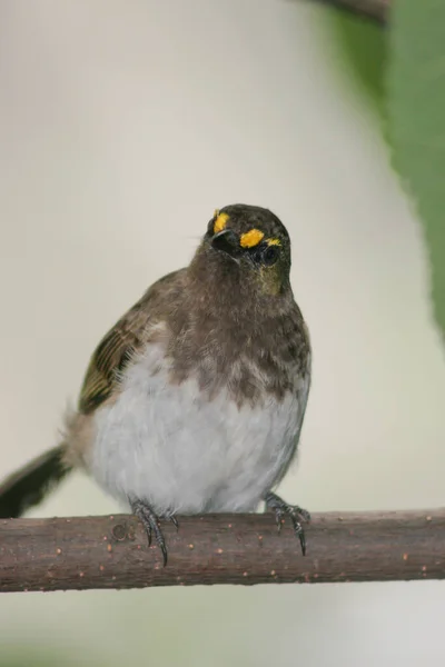 Pájaro Rama Hong Kong Park — Foto de Stock