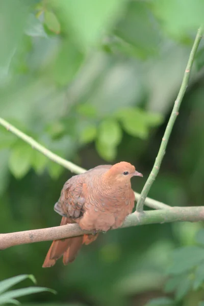 Duvan Vid Filialen Hong Kong Park — Stockfoto