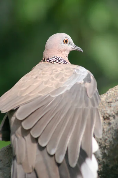 Turteltaube Vögel Auf Dem Ast Park — Stockfoto