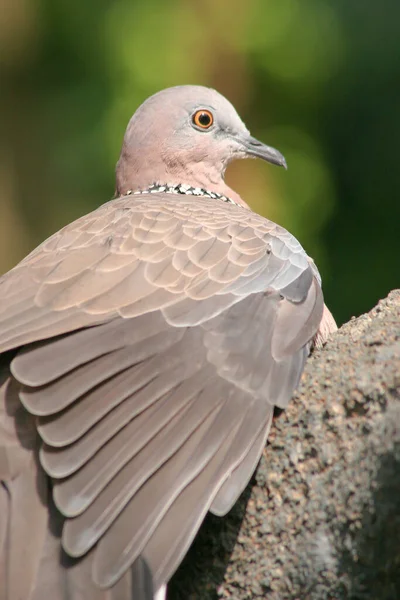 Turtledove Birds Branch Park — Stock Photo, Image