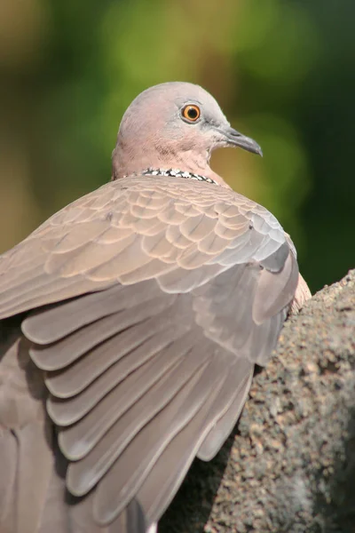 Tourterelle Oiseaux Sur Branche Park — Photo