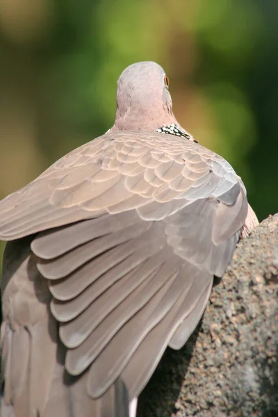 Tourterelle Oiseaux Sur Branche Park — Photo