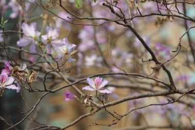 Bauhinia Variegata 'nın Hong Kong' daki Vintage Fotoğrafı