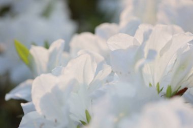 Beyaz Azalea Çiçekleri 'nin çiçek tarhı parkta.