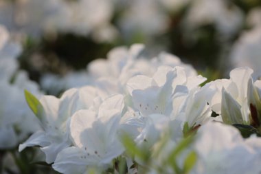 Beyaz Azalea Çiçekleri 'nin çiçek tarhı parkta.