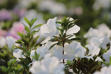 Beyaz Azalea Çiçekleri 'nin çiçek tarhı parkta.