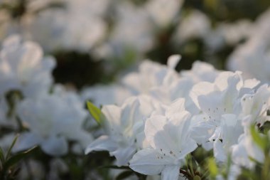 Beyaz Azalea Çiçekleri 'nin çiçek tarhı parkta.