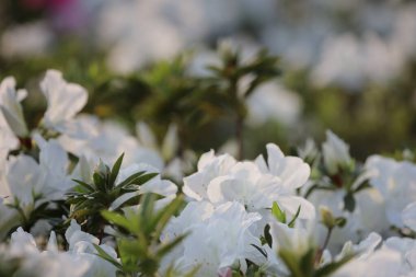 Beyaz Azalea Çiçekleri 'nin çiçek tarhı parkta.