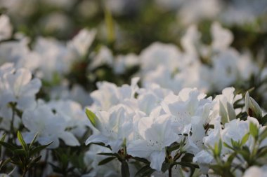 Beyaz Azalea Çiçekleri 'nin çiçek tarhı parkta.