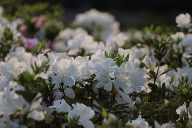 Beyaz Azalea Çiçekleri 'nin çiçek tarhı parkta.