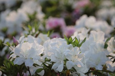 Beyaz Azalea Çiçekleri 'nin çiçek tarhı parkta, hk