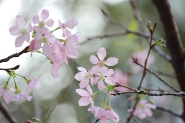 Hong Kong Tko parkında Kiraz Çiçeği 'nin yakın çekimi.