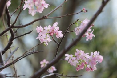 Hong Kong Tko parkında Kiraz Çiçeği 'nin yakın çekimi.