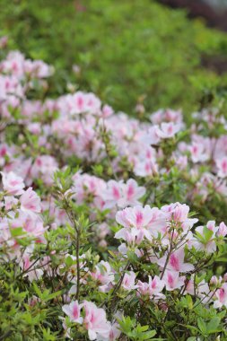 Bahar bahçesinde güzel bir çınar çiçeği.