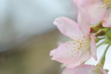 Hong Kong Tko Par 'da Cherry Blossom' a yakın çekim.