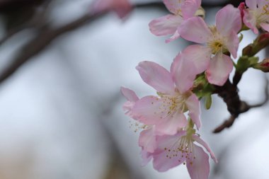 Hong Kong Tko Par 'da Cherry Blossom' a yakın çekim.