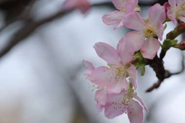 Hong Kong Tko Par 'da Cherry Blossom' a yakın çekim.