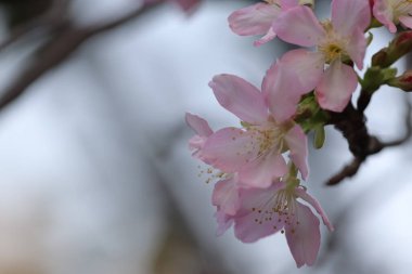 Hong Kong Tko Par 'da Cherry Blossom' a yakın çekim.