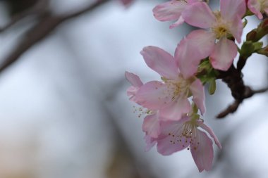 Hong Kong Tko Par 'da Cherry Blossom' a yakın çekim.