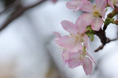 Hong Kong Tko Par 'da Cherry Blossom' a yakın çekim.