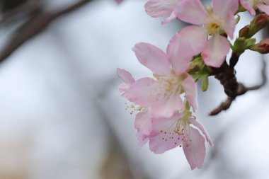 Hong Kong Tko Par 'da Cherry Blossom' a yakın çekim.