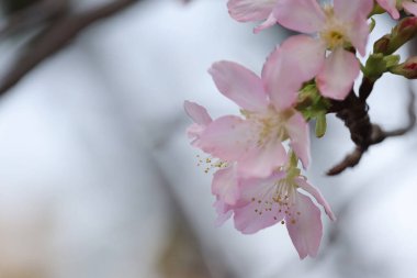 Hong Kong Tko Par 'da Cherry Blossom' a yakın çekim.