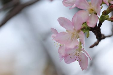 Hong Kong Tko Par 'da Cherry Blossom' a yakın çekim.