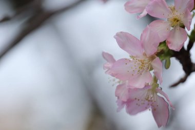Hong Kong Tko Par 'da Cherry Blossom' a yakın çekim.