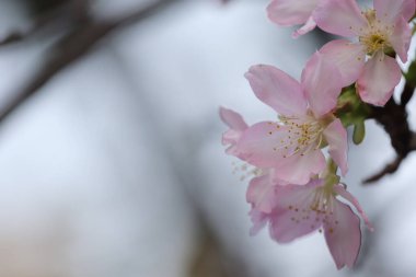 Hong Kong Tko Par 'da Cherry Blossom' a yakın çekim.