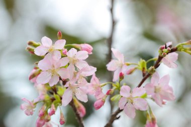 Hong Kong Tko parkında Kiraz Çiçeği 'nin yakın çekimi.