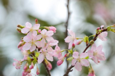 Hong Kong Tko parkında Kiraz Çiçeği 'nin yakın çekimi.