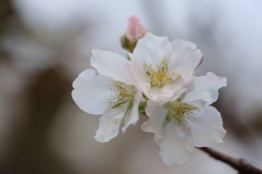 İlkbaharda kiraz çiçeği. Beyaz çiçekler.