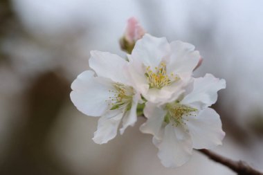 İlkbaharda kiraz çiçeği. Beyaz çiçekler.