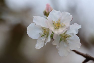 İlkbaharda kiraz çiçeği. Beyaz çiçekler.
